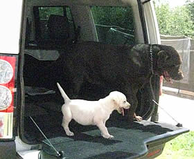 Cream Labrador puppy and Chocolate dad